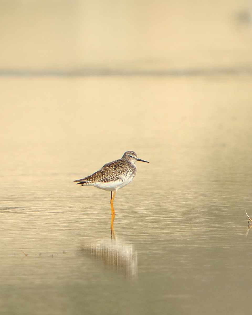 Lesser Yellowlegs - Cullen Clark