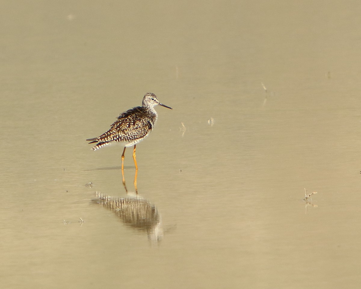 Lesser Yellowlegs - ML233261691