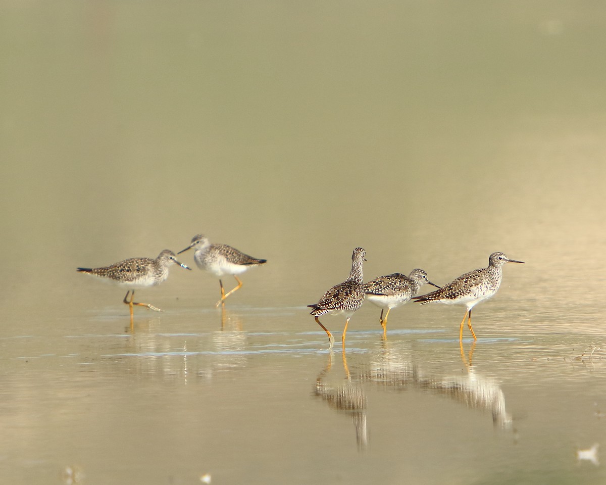 Lesser Yellowlegs - Cullen Clark