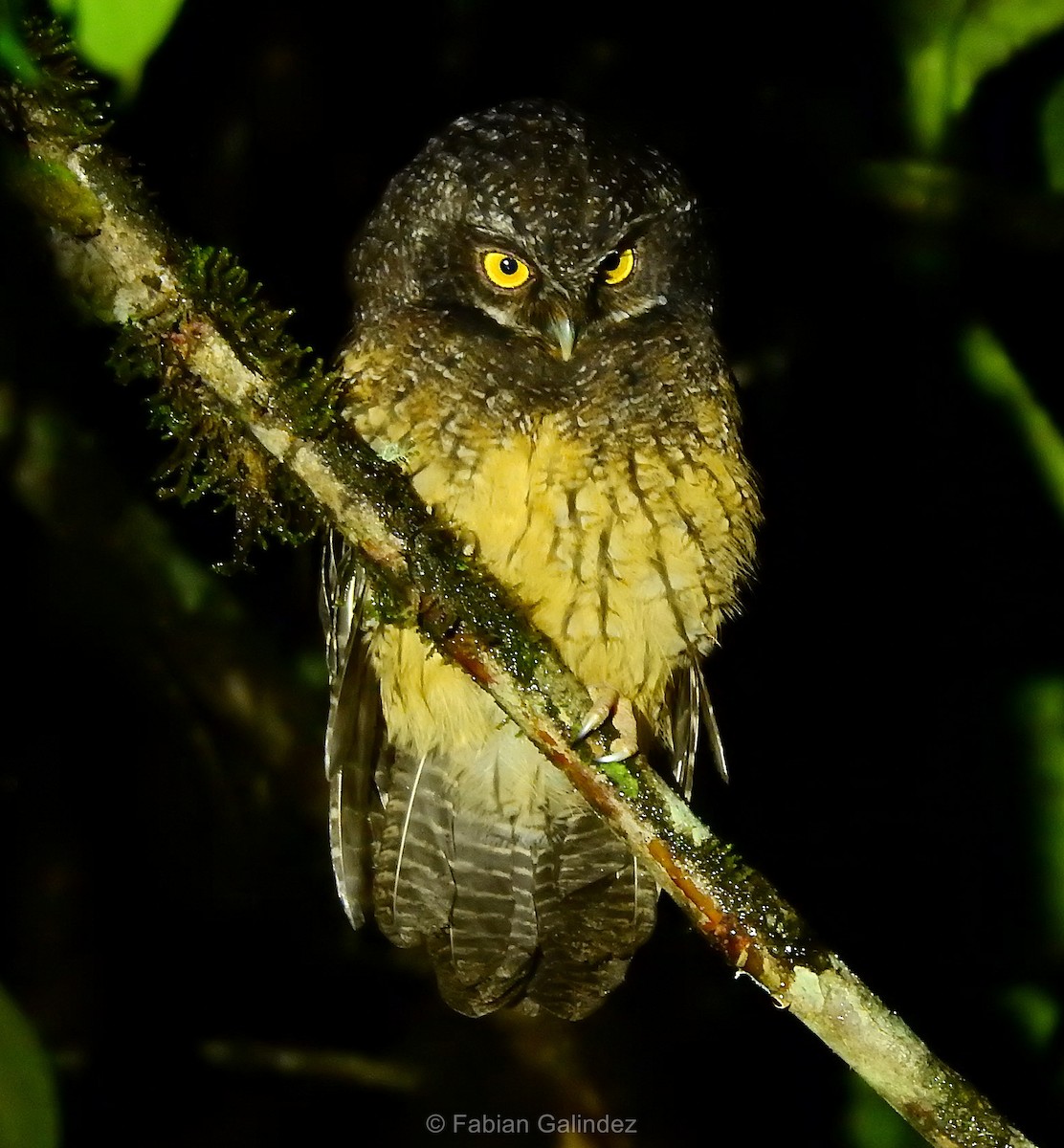 White-throated Screech-Owl - ML233261801