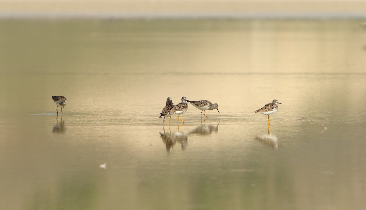 Lesser Yellowlegs - ML233261871