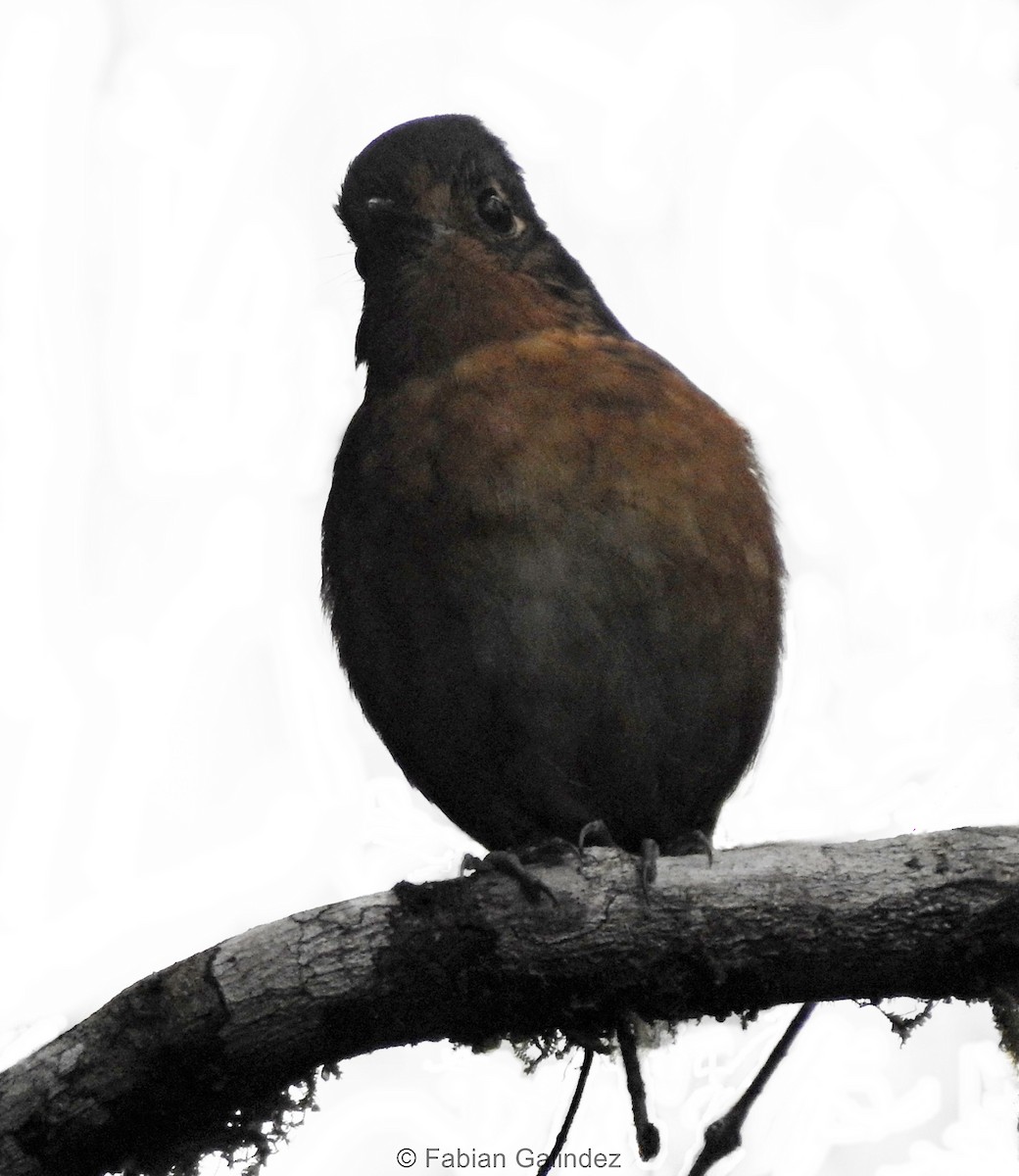 Slate-crowned Antpitta - ML233262511