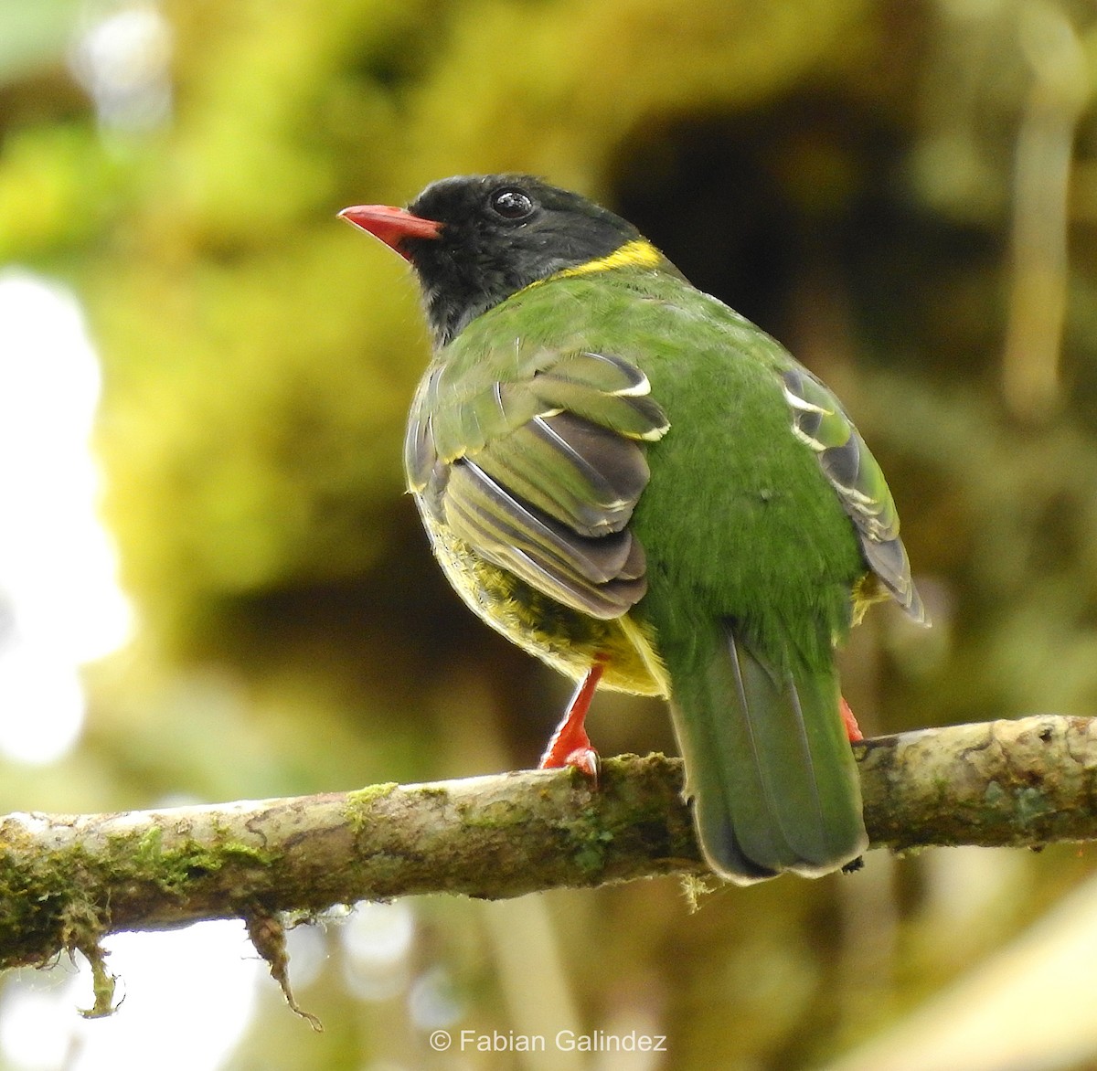 Green-and-black Fruiteater - ML233262851