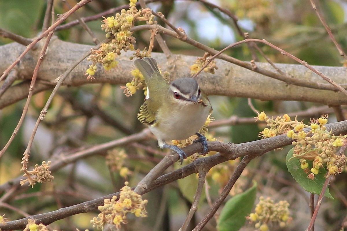 Kızıl Gözlü Vireo - ML233262941