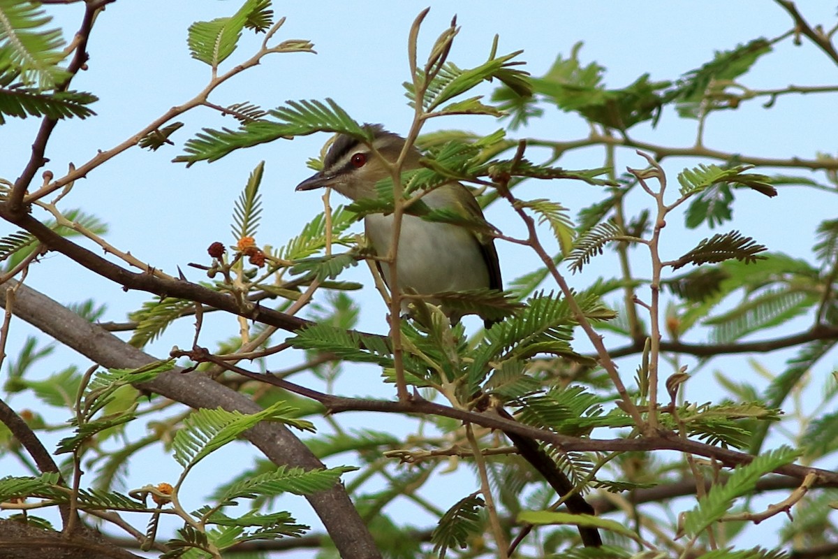 Red-eyed Vireo - ML233262961