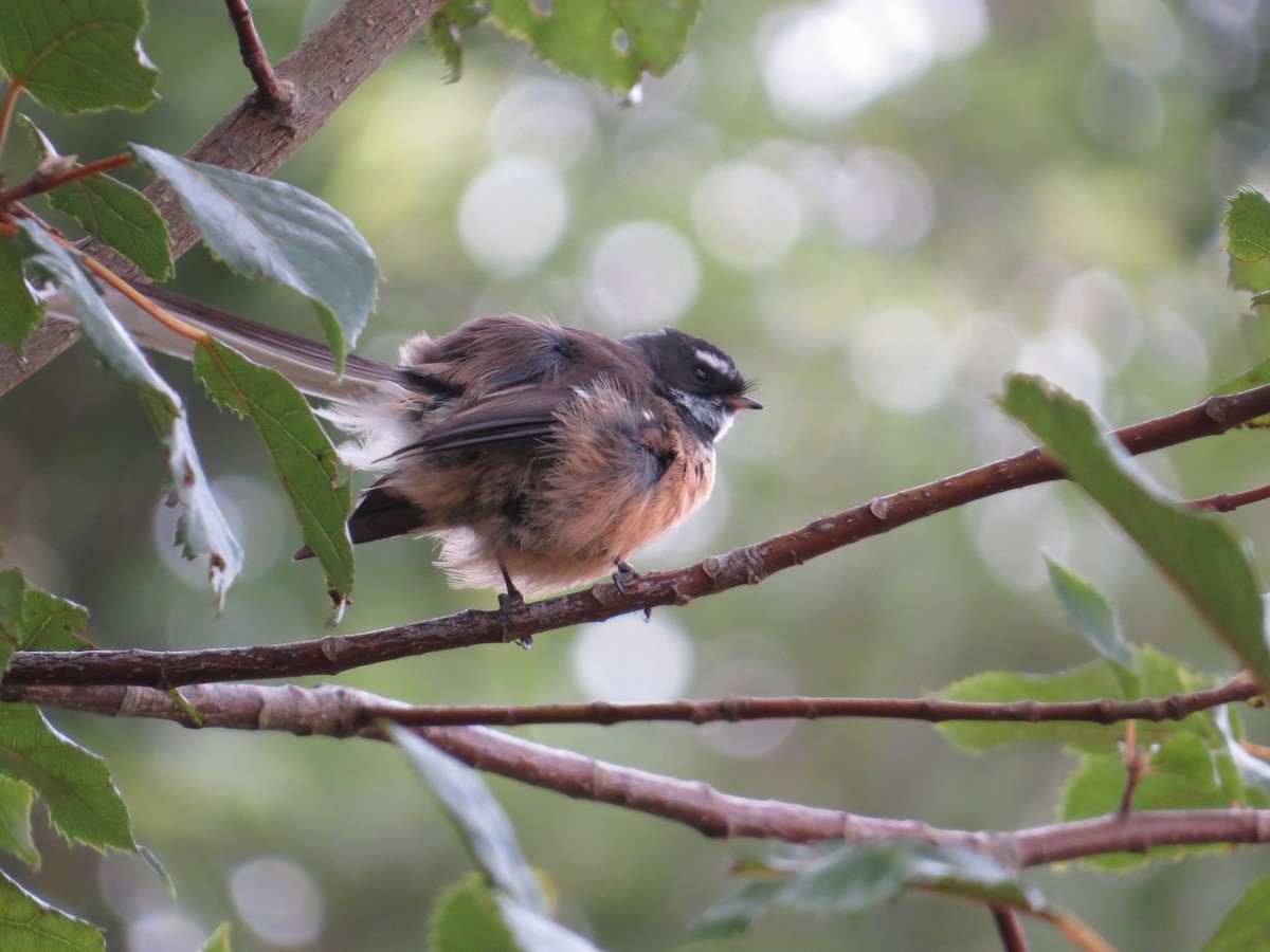 New Zealand Fantail - ML233263731