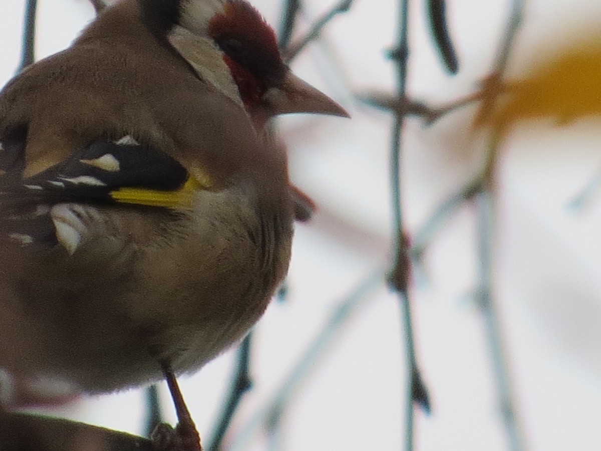 European Goldfinch - ML233263811