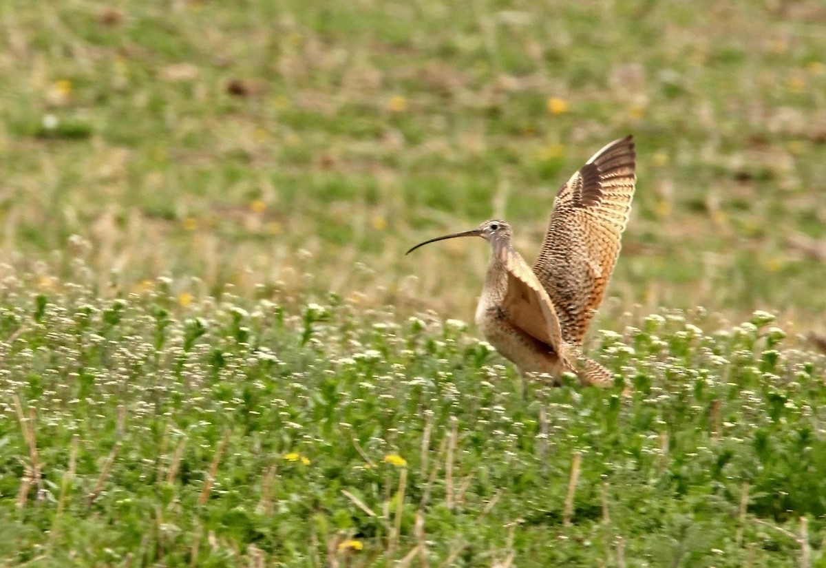 Long-billed Curlew - ML233264371