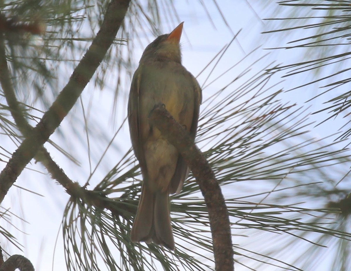 Mexikoschnäppertyrann - ML233264991