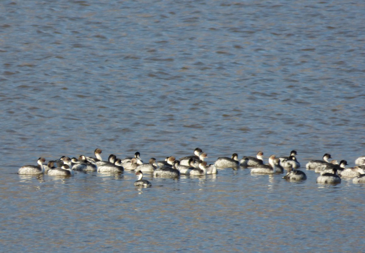 Silvery Grebe - ML233265741