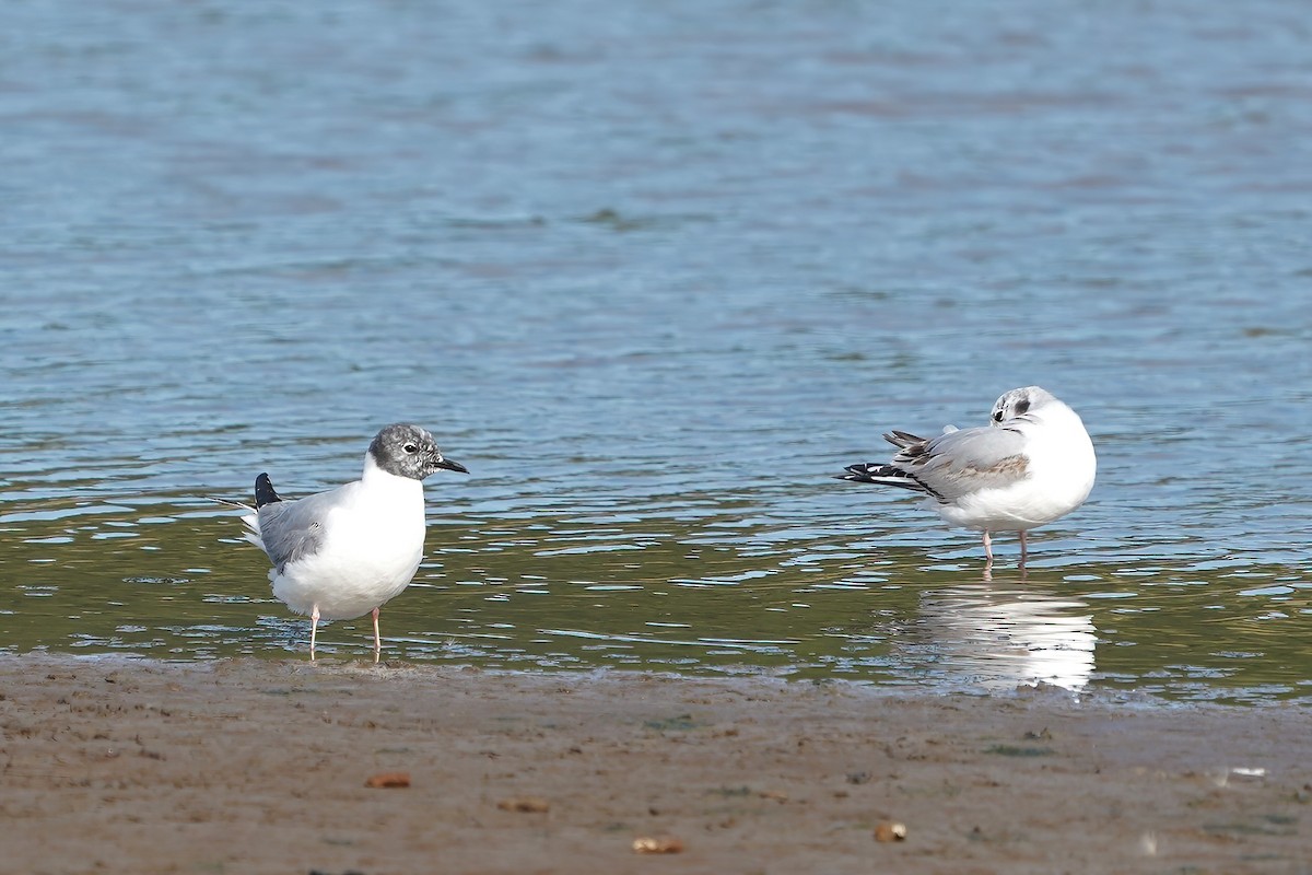 Bonaparte's Gull - ML233267361