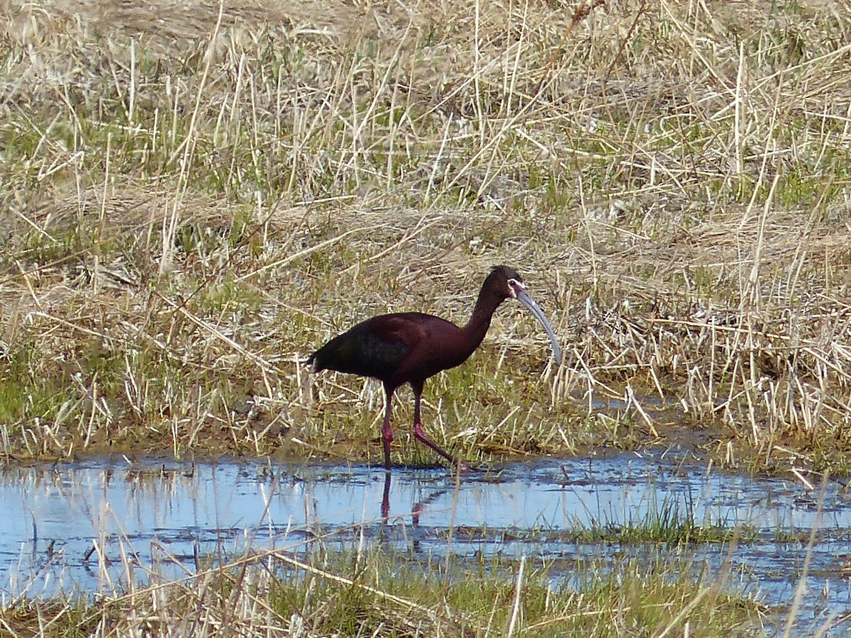 ibis americký - ML233267801