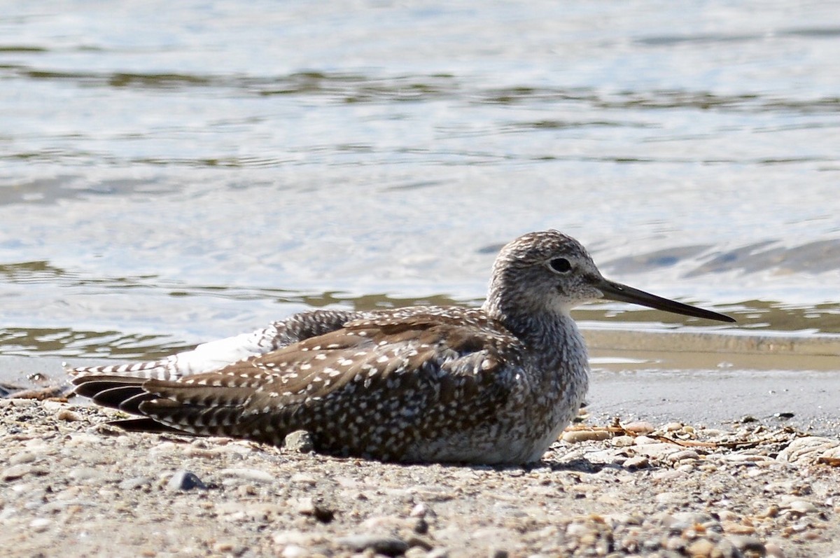 Greater Yellowlegs - ML233269771