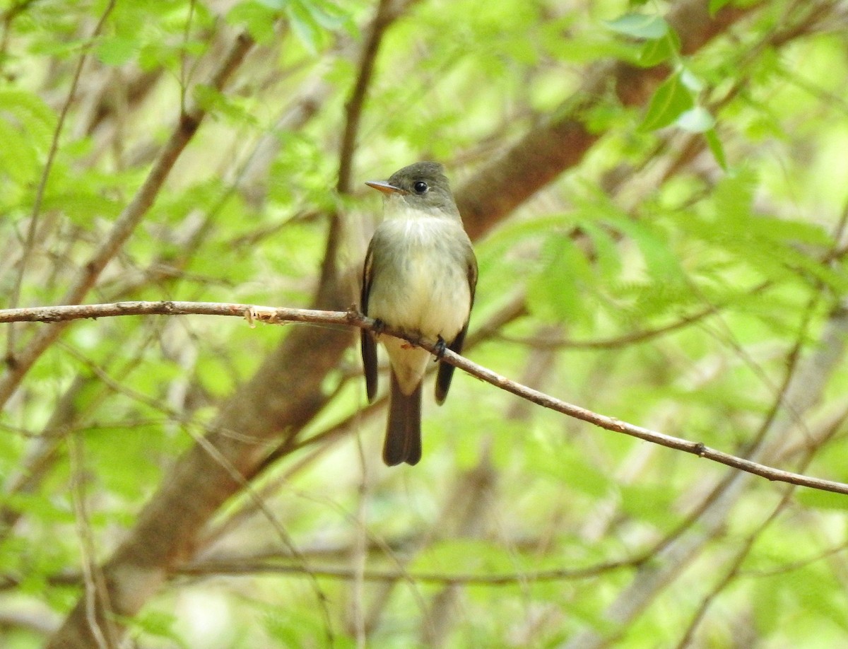 Eastern Wood-Pewee - Anonymous