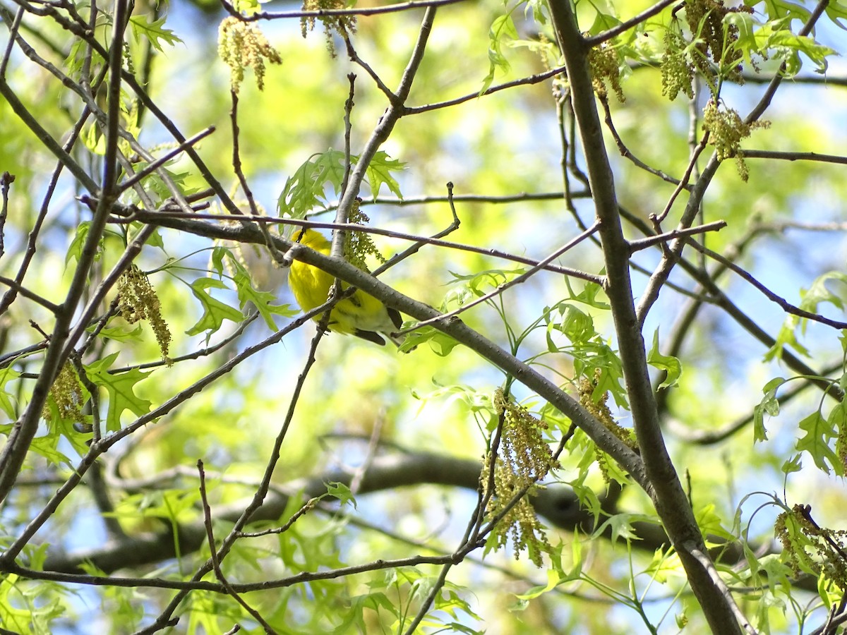 Blue-winged Warbler - ML233271311