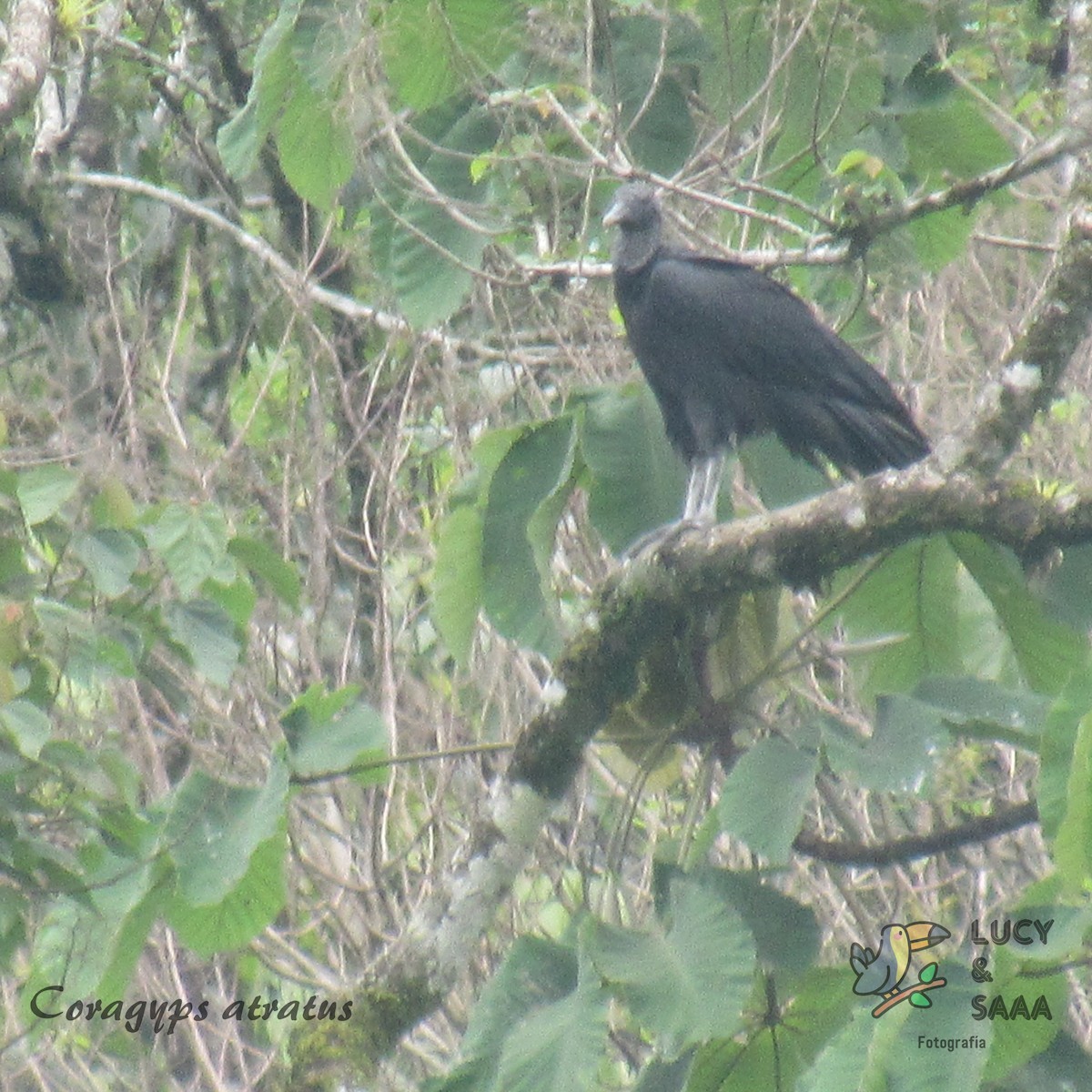 Black Vulture - Maria Mendoza Subieta