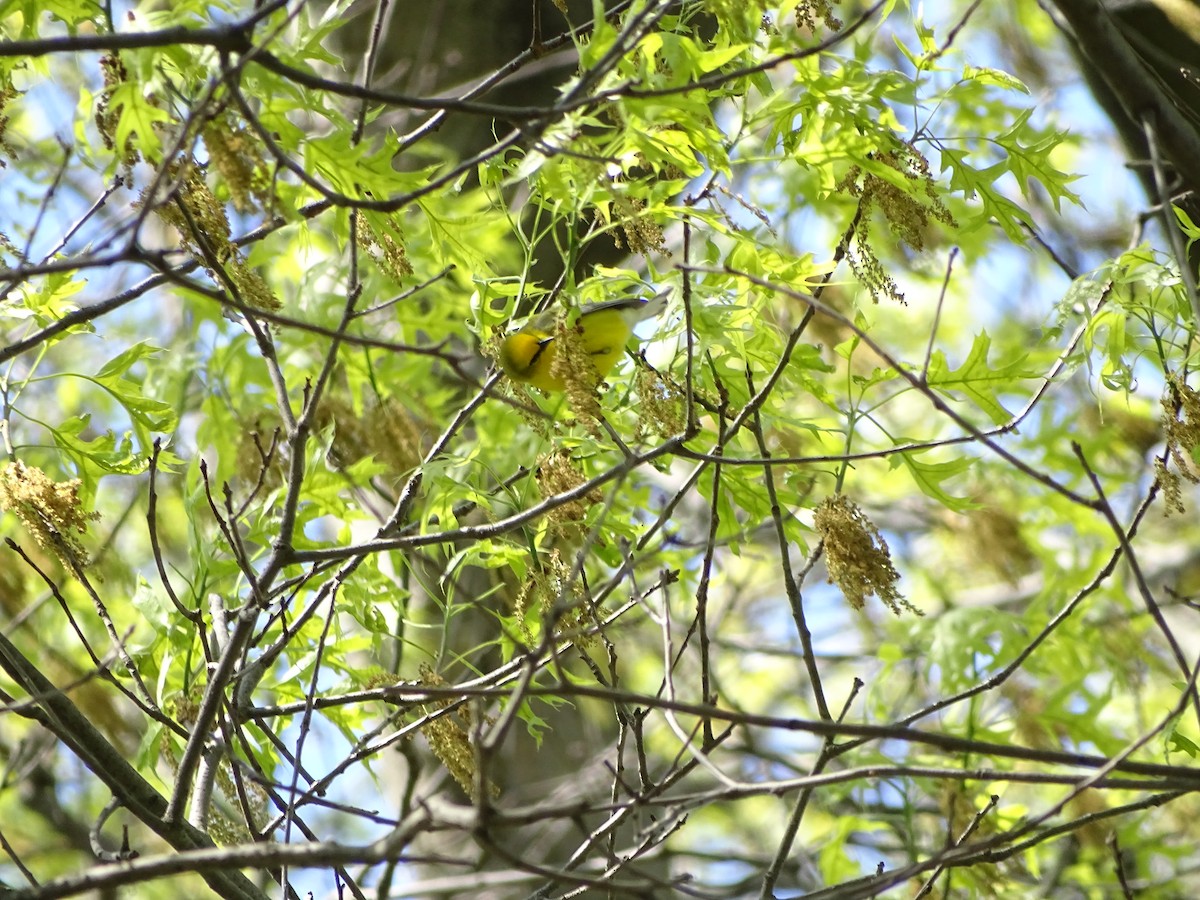 Blue-winged Warbler - ML233271421