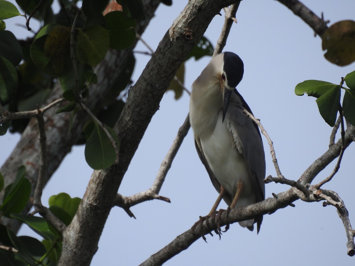 Black-crowned Night Heron - Milang Eberdong