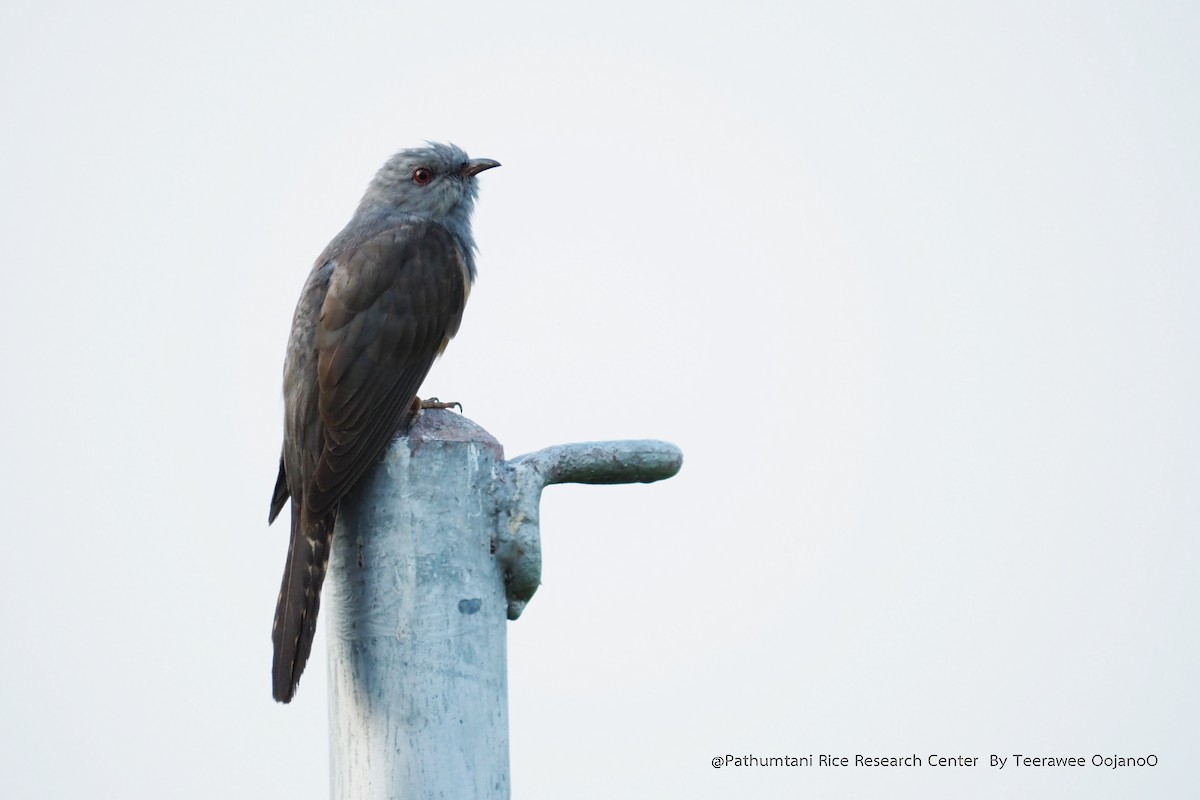 Plaintive Cuckoo - ML233272181