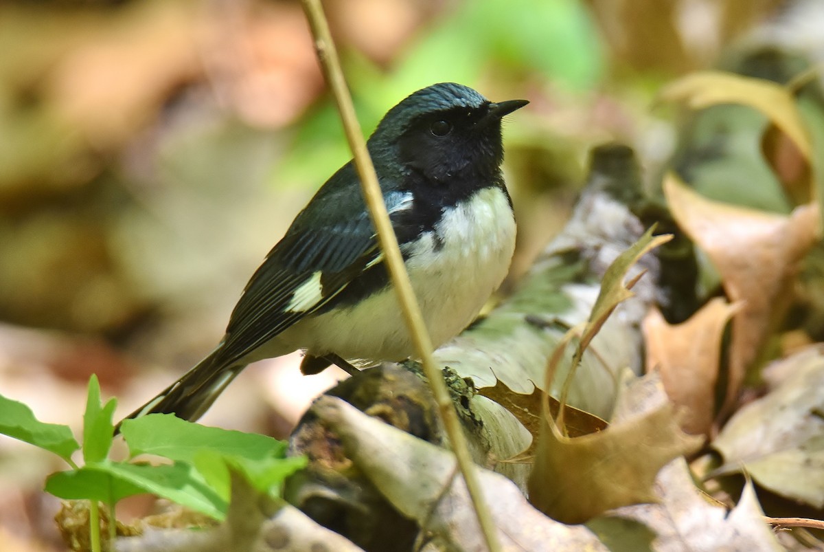 Black-throated Blue Warbler - ML233272871