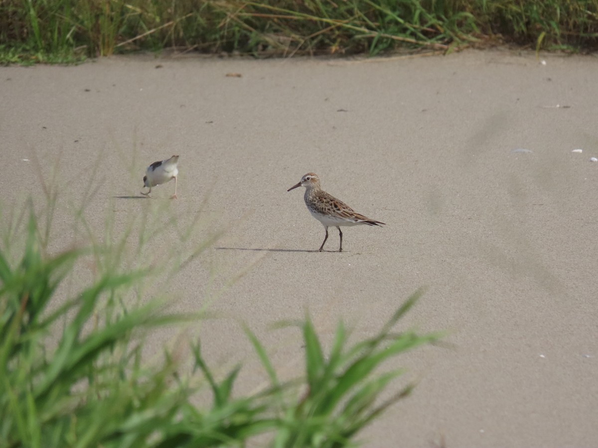 Weißbürzel-Strandläufer - ML233273221