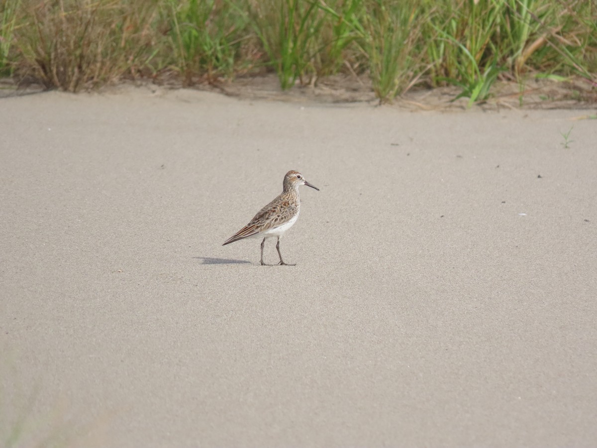 Weißbürzel-Strandläufer - ML233273351