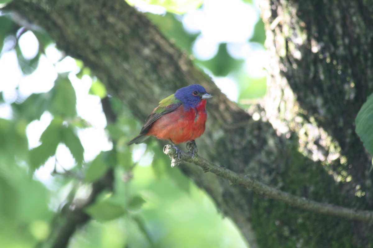 Painted Bunting - ML233273421