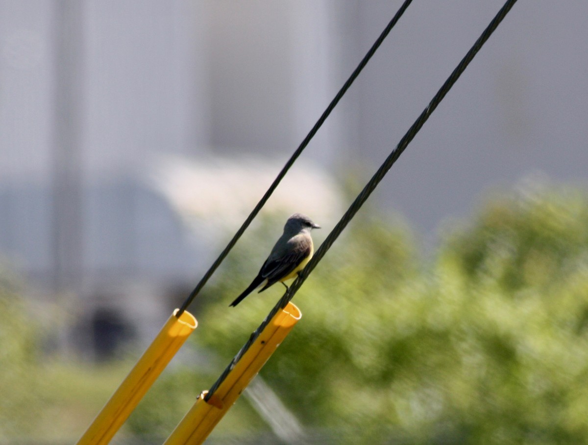 Western Kingbird - John "Jay" Walko