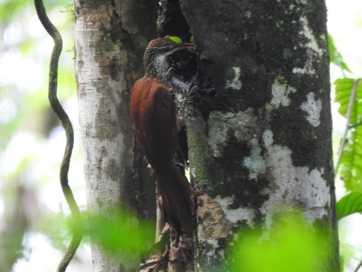 Long-billed Woodcreeper - David Jara