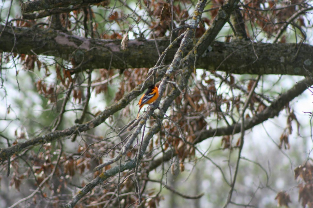 Baltimore Oriole - Alex Marine