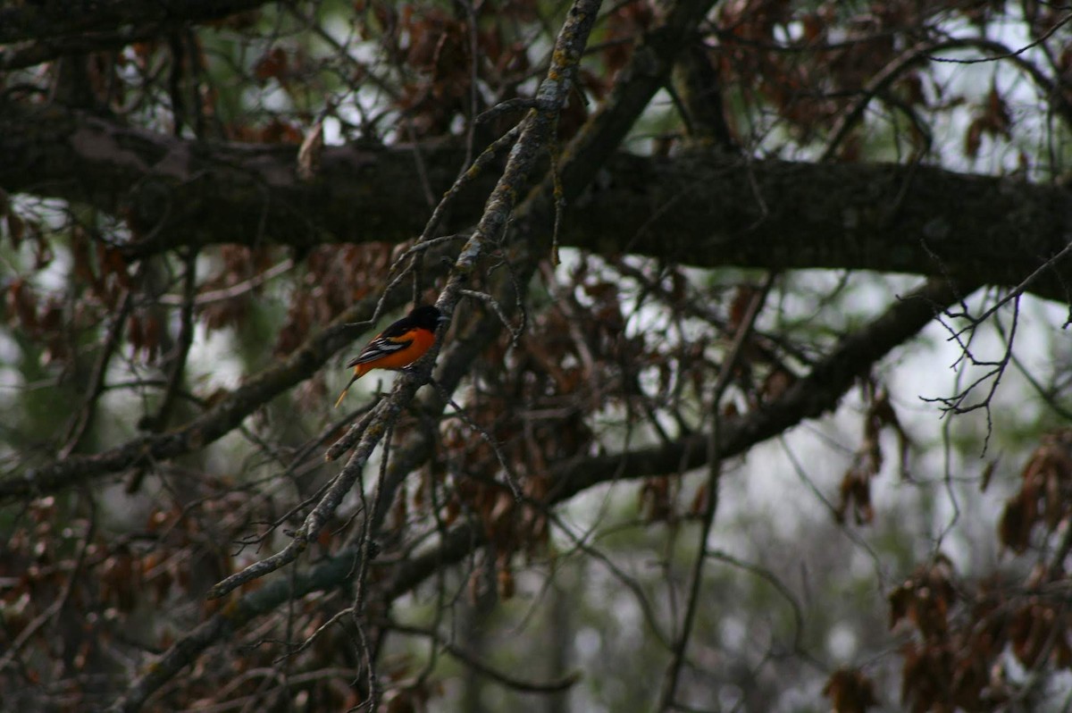 Baltimore Oriole - ML233277001