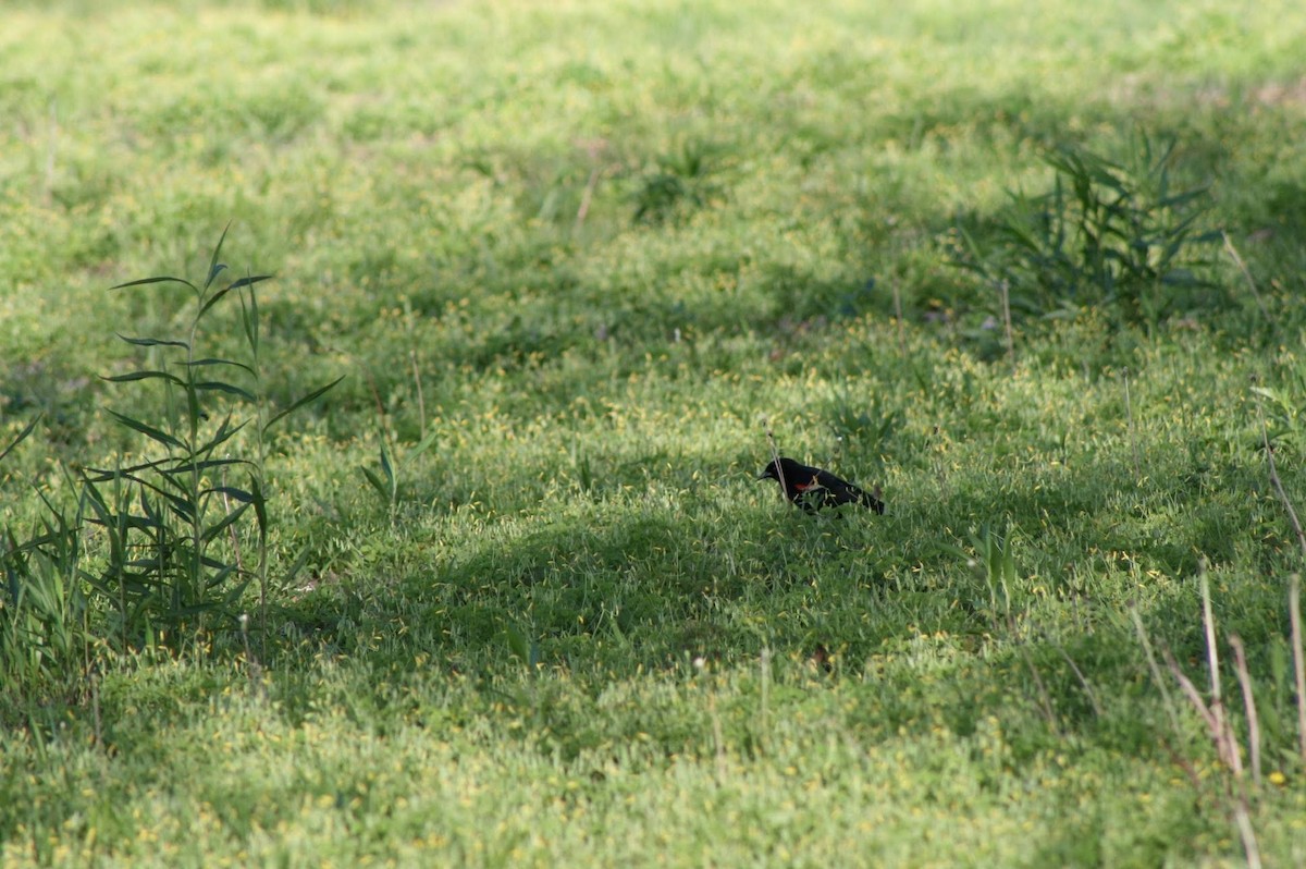 Red-winged Blackbird - ML233277091