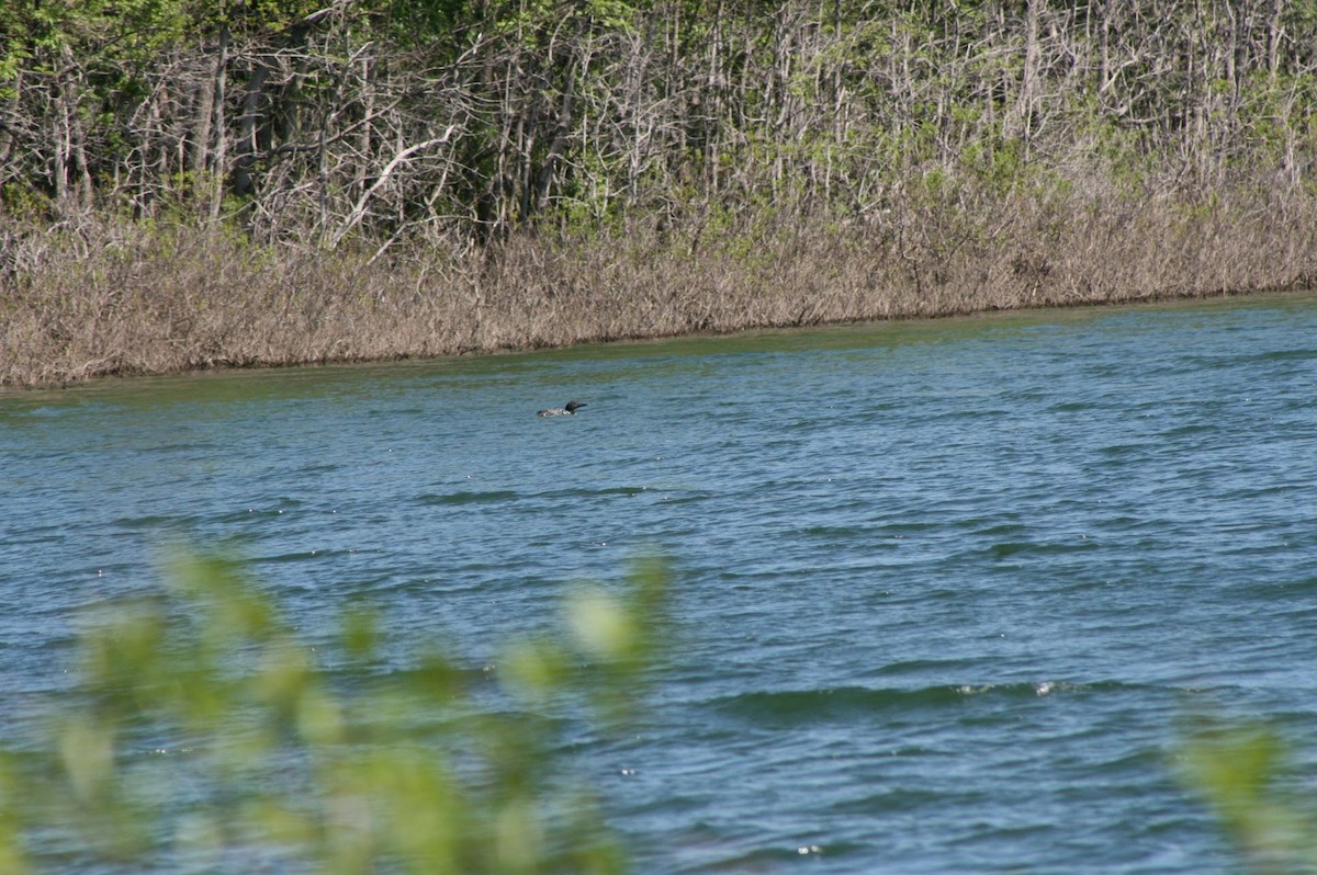 Common Loon - ML233277231