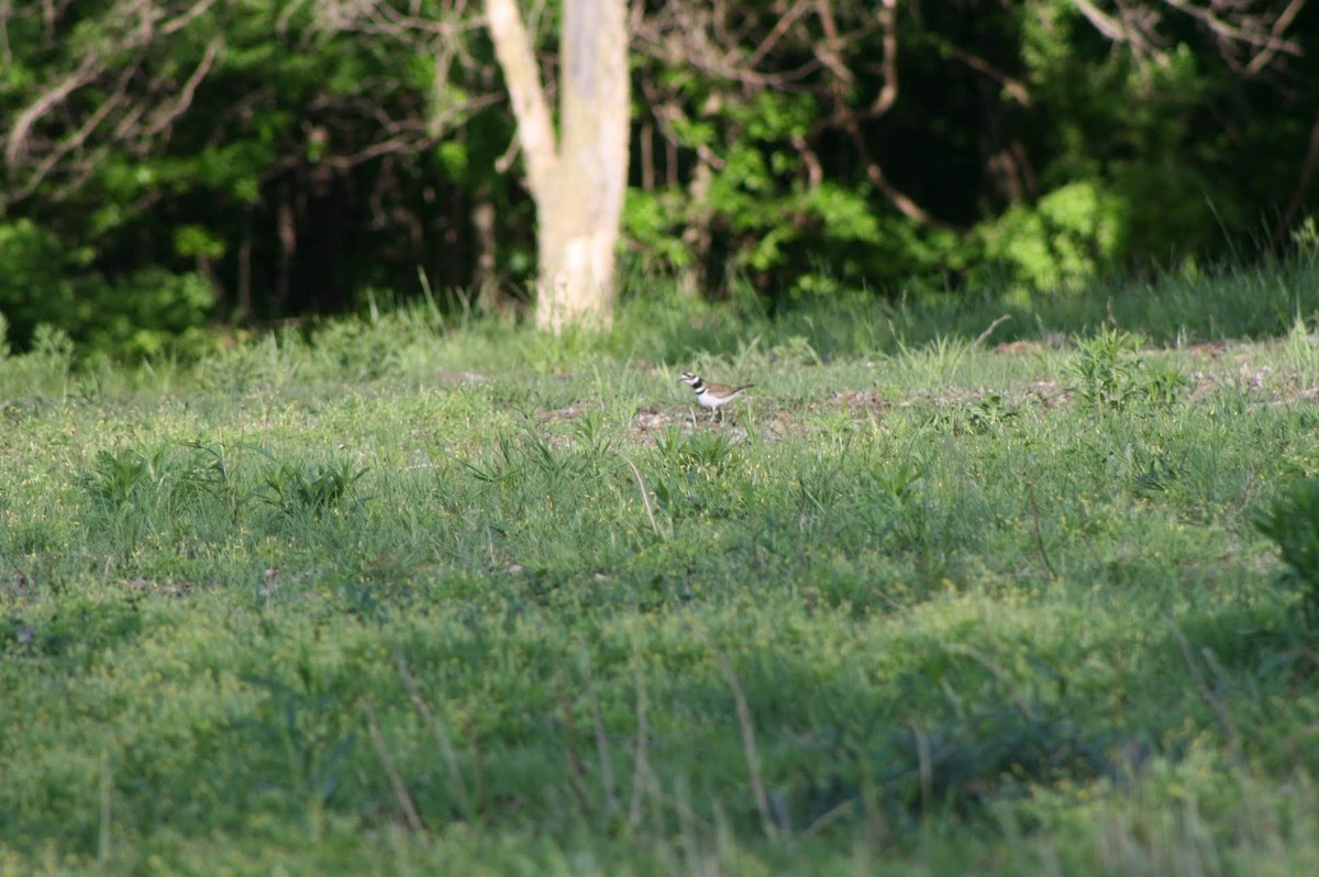 Killdeer - ML233277401