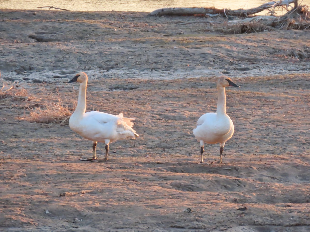 Trumpeter Swan - ML233278391