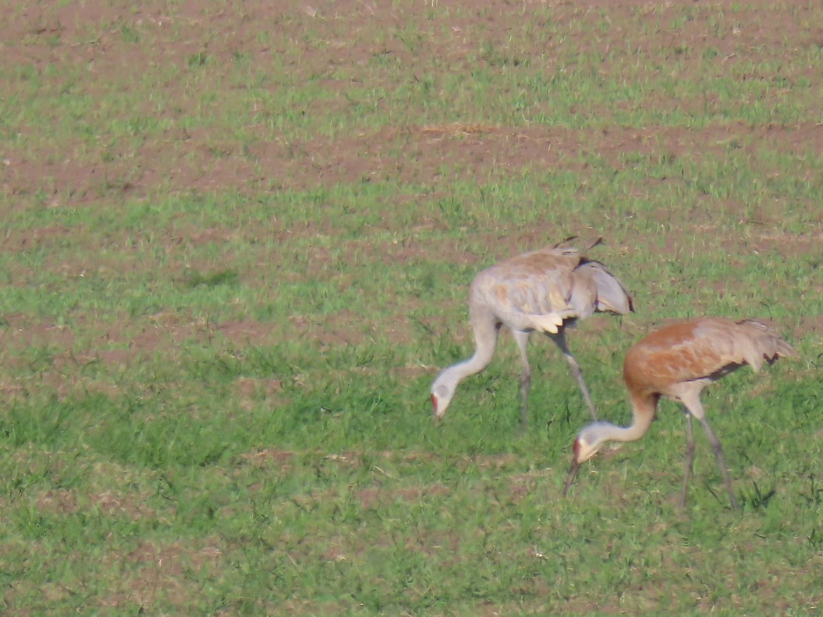 Sandhill Crane - ML233278771