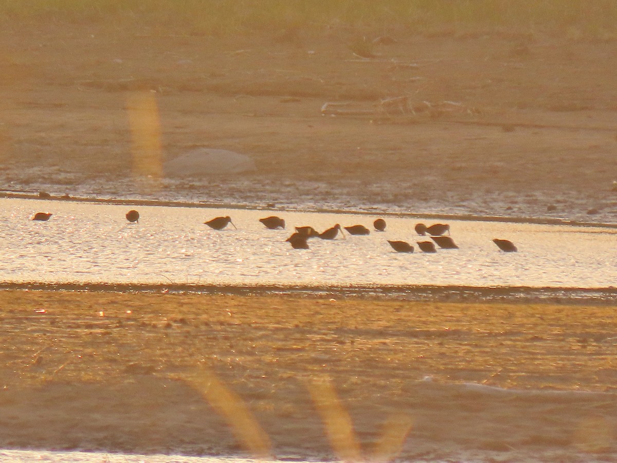 Long-billed Dowitcher - ML233279001