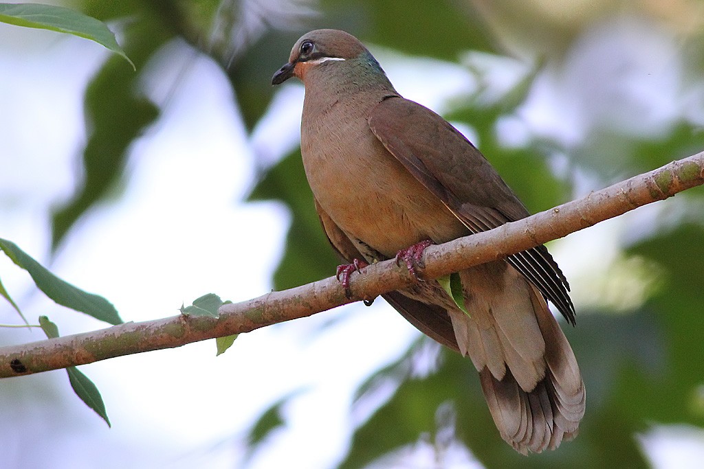 White-eared Brown-Dove - ML233279101