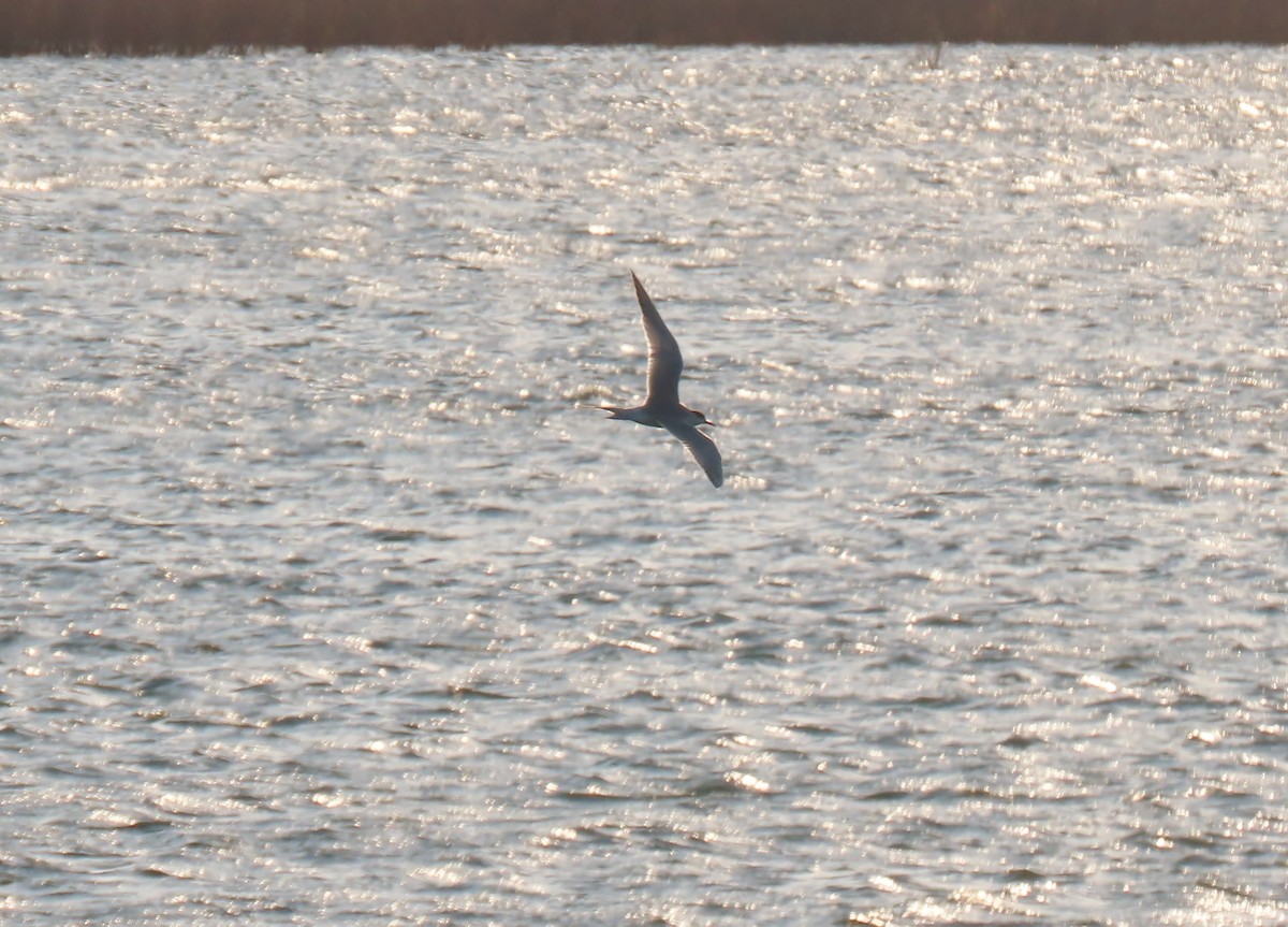 Forster's Tern - ML233279191