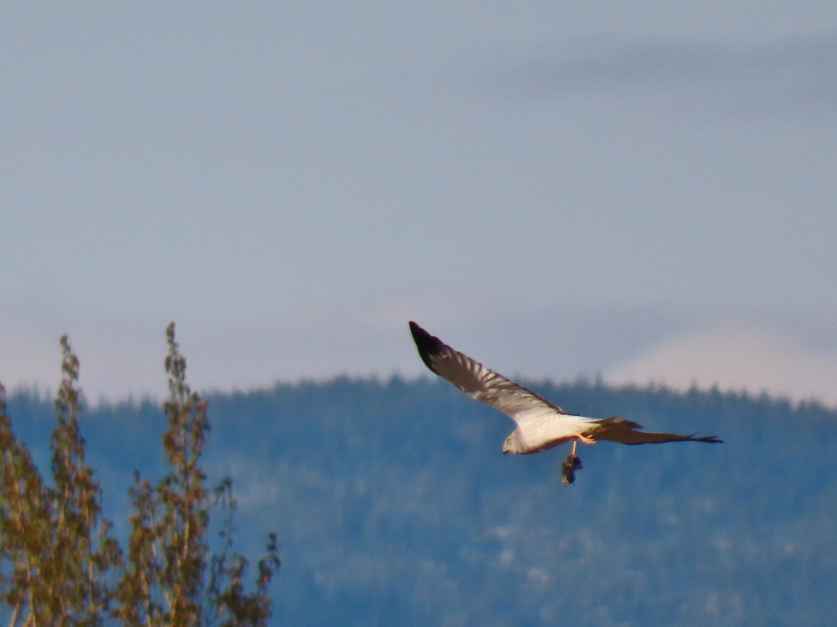 Northern Harrier - ML233279721