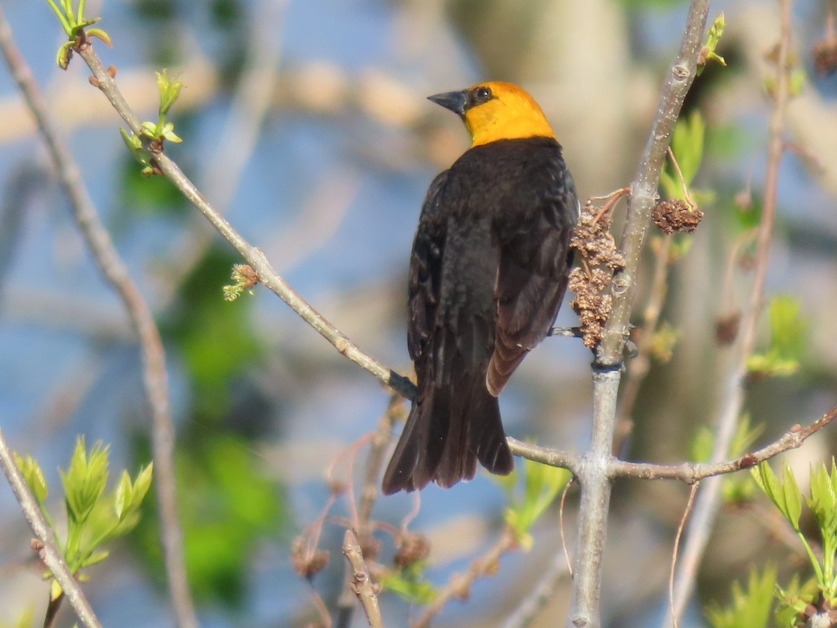 Yellow-headed Blackbird - ML233279811
