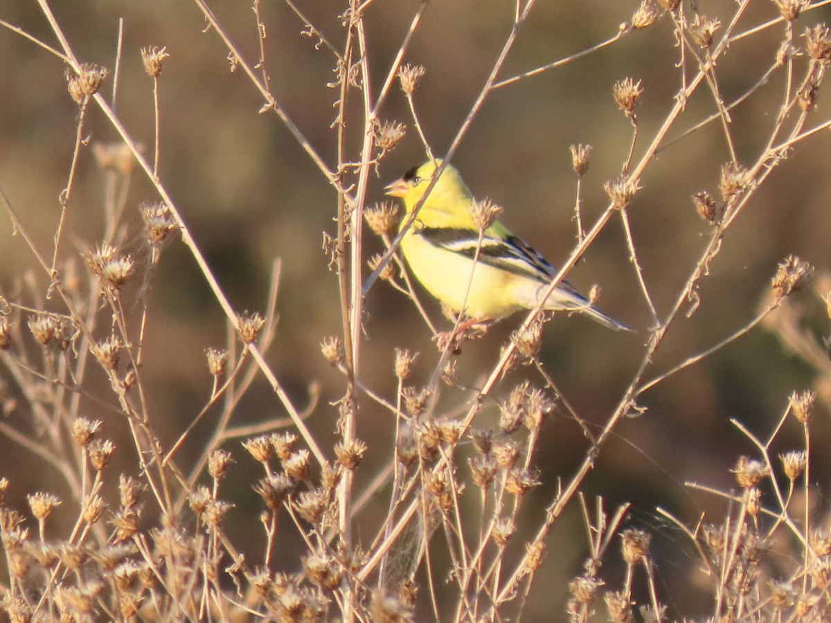 American Goldfinch - ML233279851