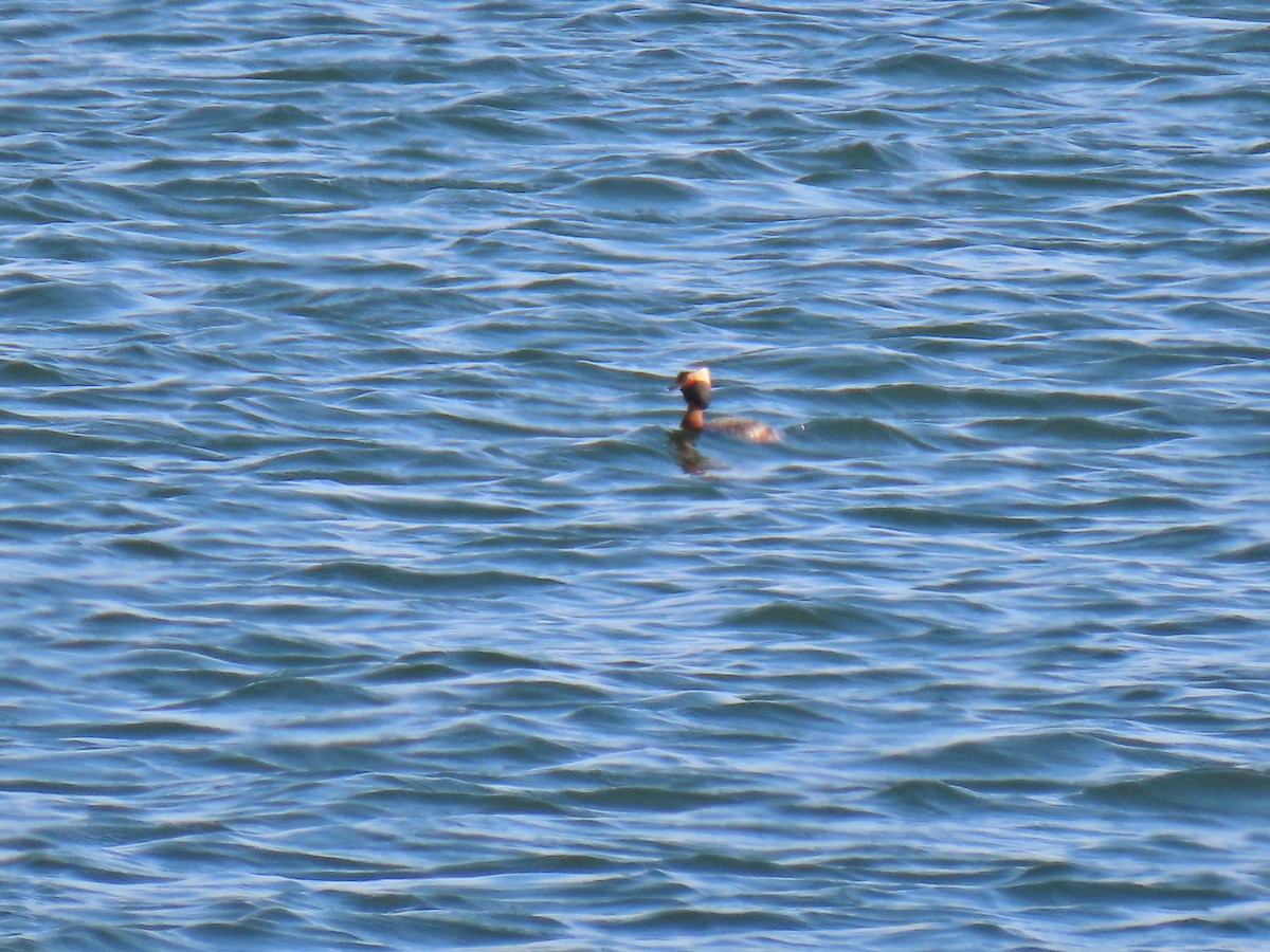 Horned Grebe - ML233280111