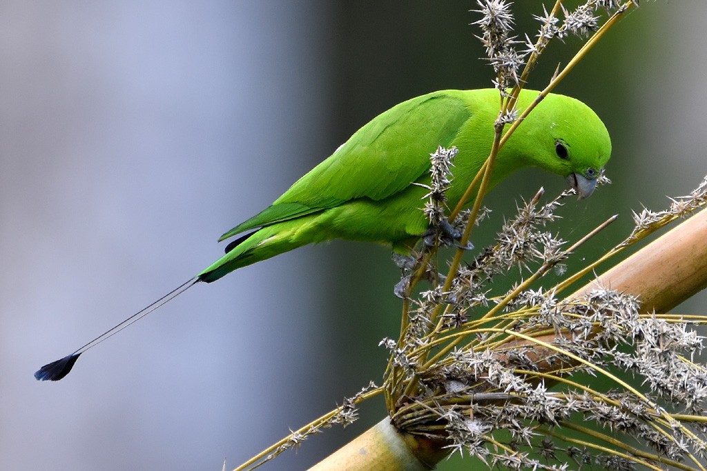Green Racquet-tail - Chris Chafer