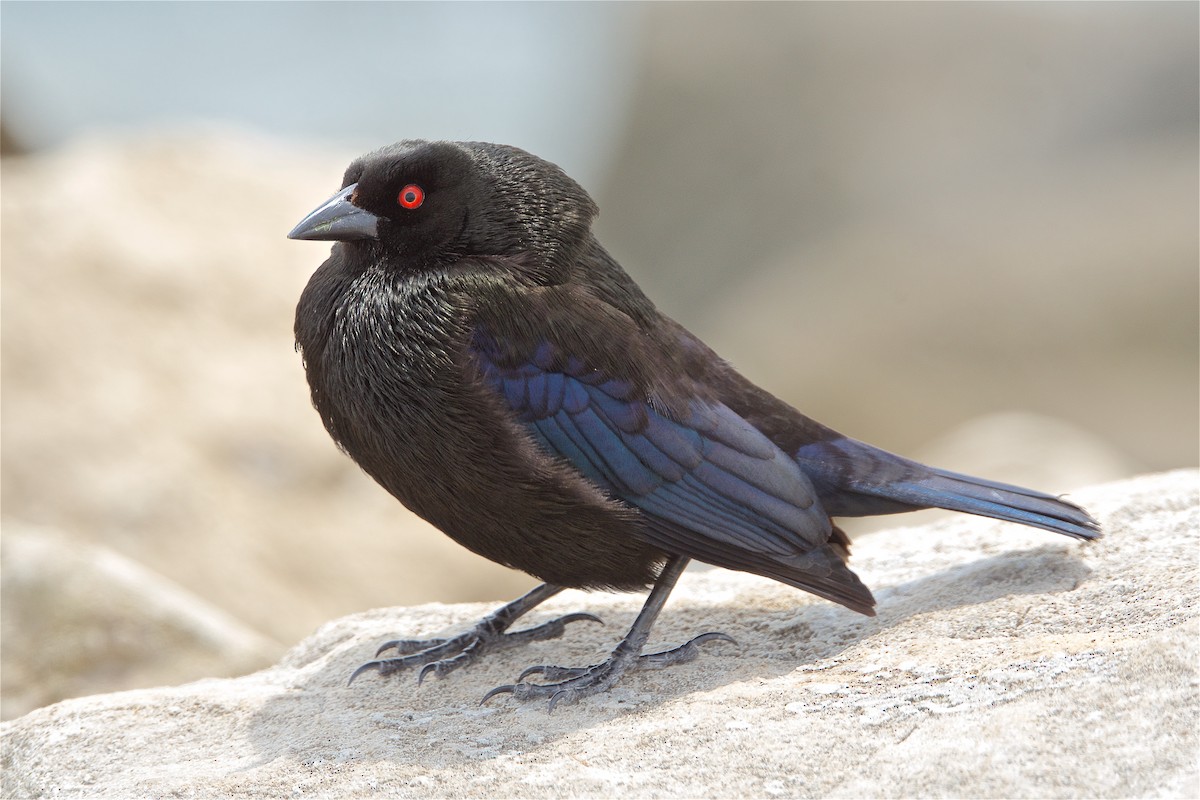 Bronzed Cowbird - Harlan Stewart