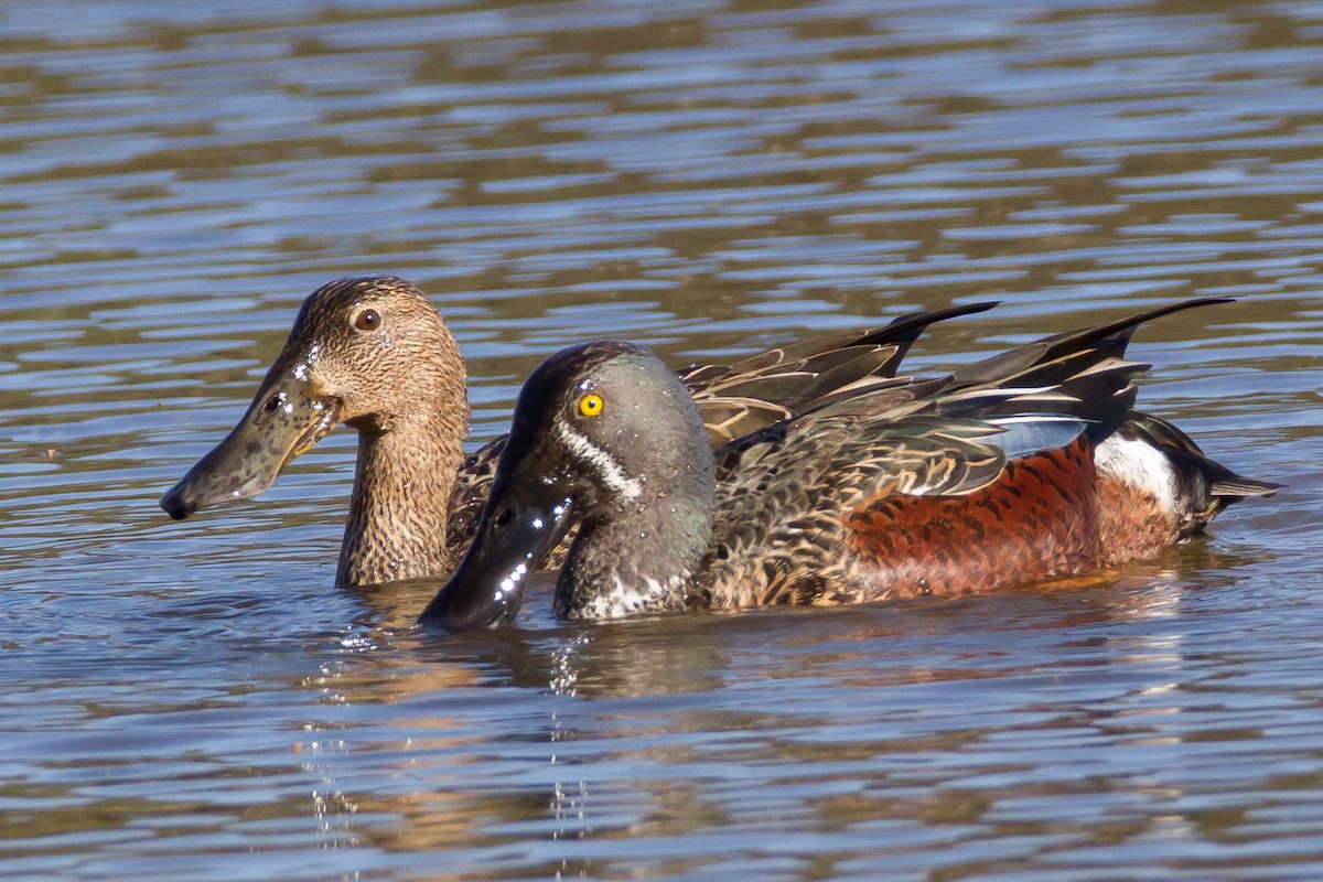 Australasian Shoveler - ML233281771