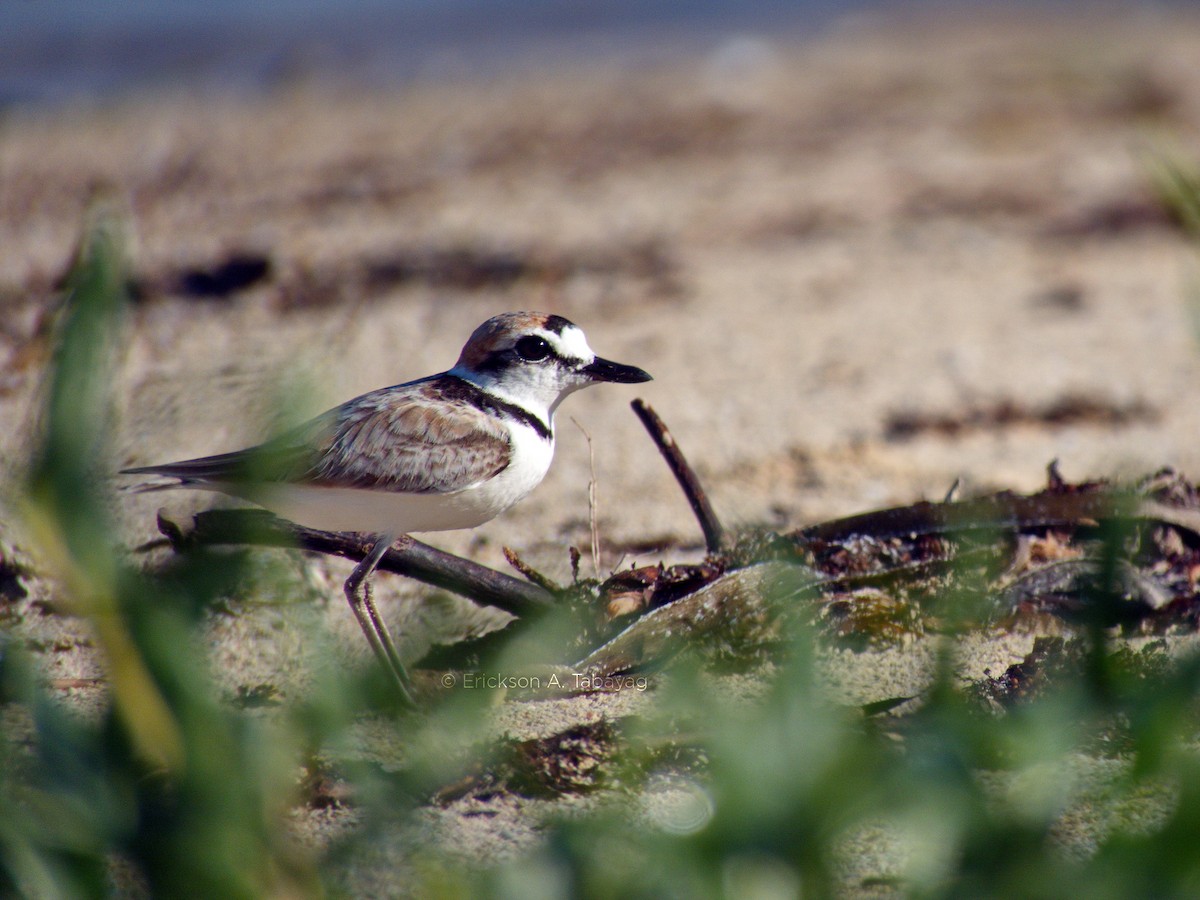 Malaysian Plover - ML233282341