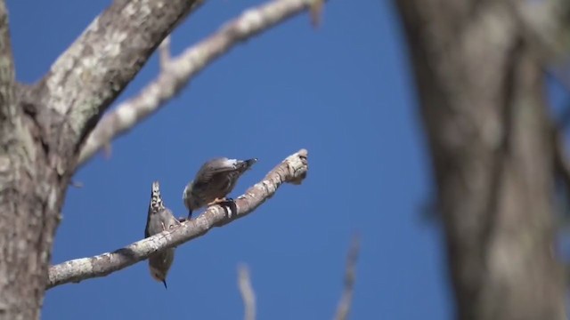 Varied Sittella - ML233284061