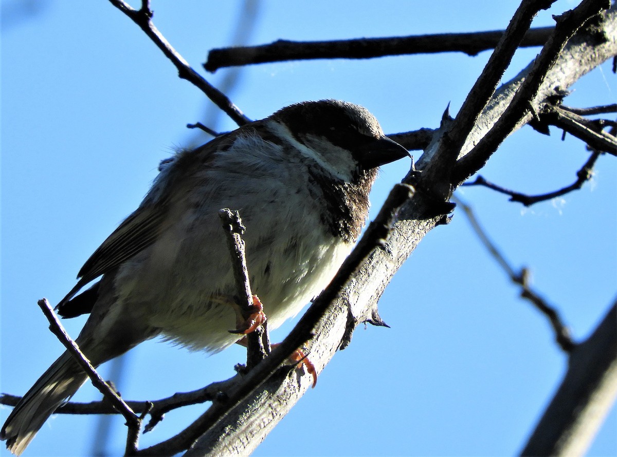 House Sparrow - ML233285951