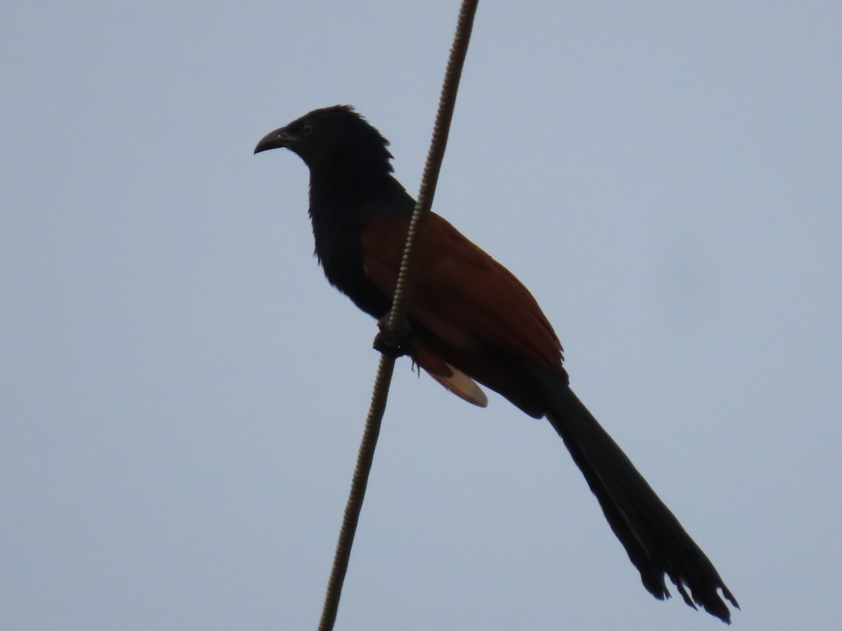 Greater Coucal - ML233286891
